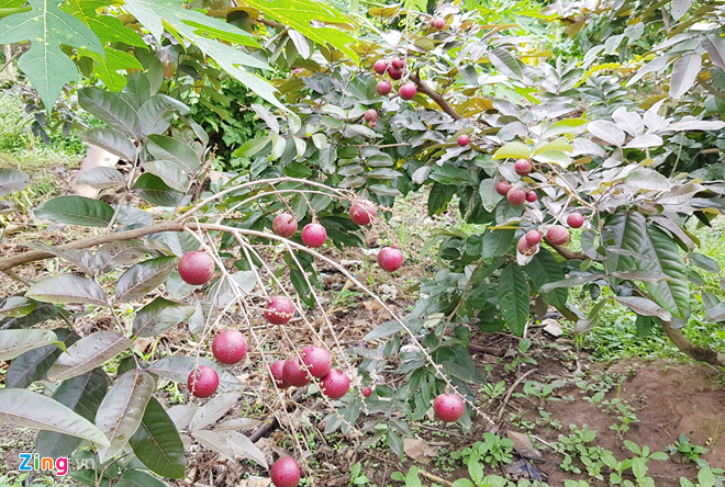 Theo ông Huy, long nhãn trái màu tím chiết nhánh trồng khoảng 1 năm sẽ cho trái, năng suất tương đương long nhãn bình thường.