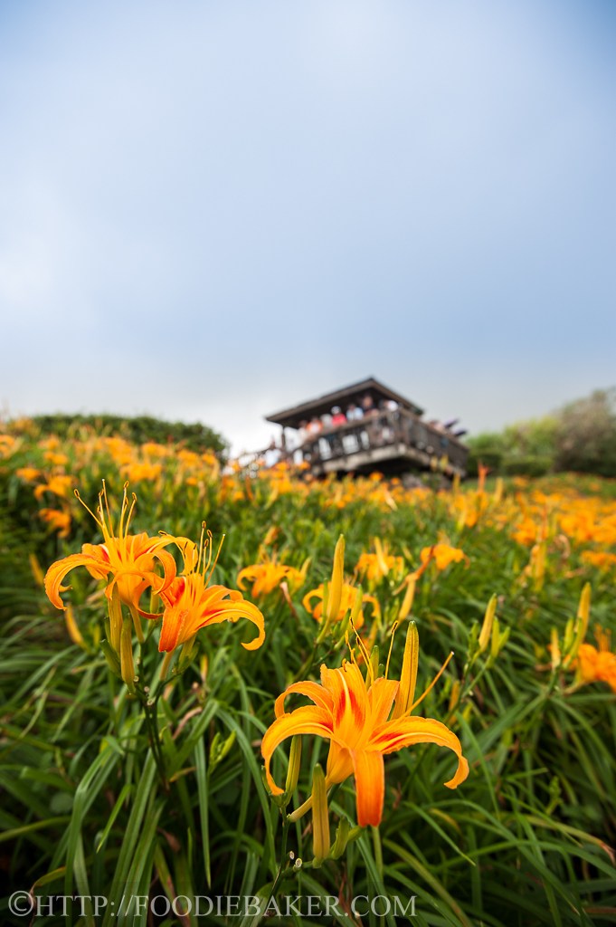 Hoa lily được thu hoạch hàng ngày và sấy khô để tiêu thụ. Nhưng chính phủ đã cho bảo tồn một phần diện tích rừng hoa để du khách có thể thoải mái chiêm ngưỡng và thăm quan.