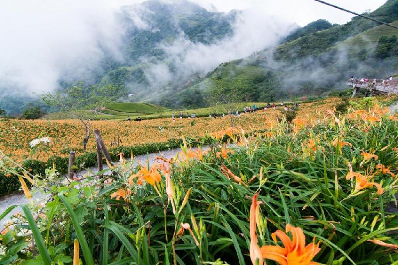 Ngoài ra, tháng 8 đến tháng 10 hằng năm cũng  là khoảng thời gian diện tích hơn 1400m2 từ chân lên đến đỉnh núi Thái Ma Lí, Đài Đông, phủ kín hoa lily. Cảnh hoàng hôn bao phủ biển hoa vàng trải dải tới đường chân trời cũng là khung cảnh không thể bỏ qua.