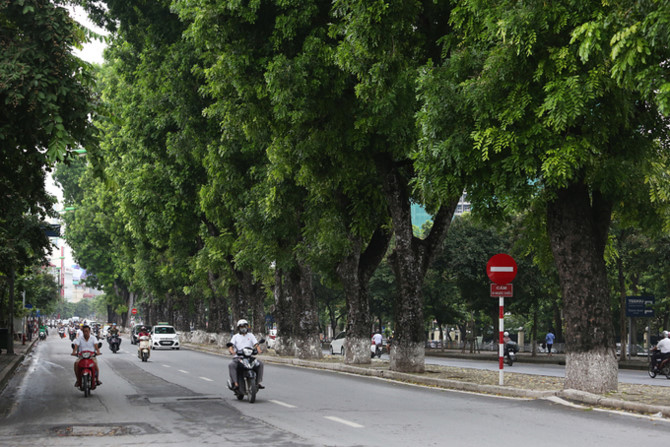 Hàng cây xà cừ nằm giữa đường Kim Mã đã quen thuộc với người Hà Nội hàng chục năm nay.