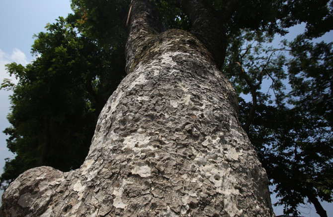 95 cây, gồm 5 cây xà cừ gần nút giao Núi Trúc với đường kính từ 60-90 cm được đánh chuyển và trồng tại nút giao Vĩnh Ngọc trên đại lộ Võ Nguyên Giáp.
