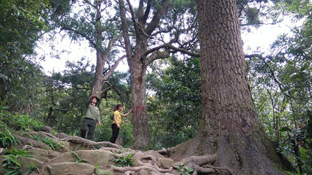 Hàng cây Xích Tùng cổ ở Yên tử, Quảng Ninh. Ảnh:Thanh niên