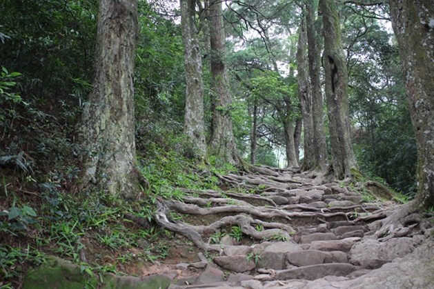 Chính phủ phê duyệt bảo tồn các cây Xích Tùng cổ tại Yên Tử