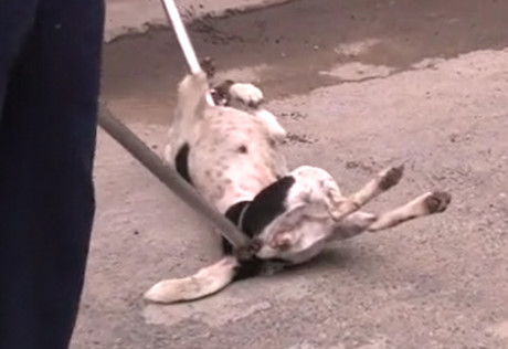 TP.HCM: Săn bắt chó thả rông, nhiều nhân viên bị chủ nuôi chó hành hung