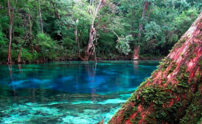 Suối Cypress, Vernon, bang Florida, Mỹ.