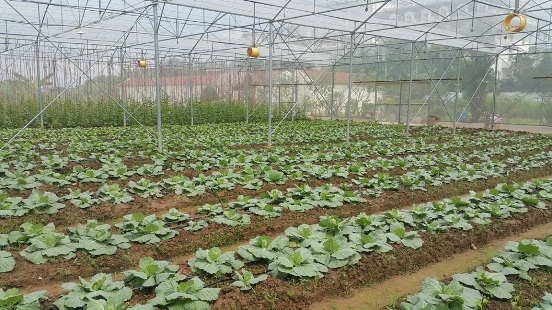 Tới FLC Eco Farm, du khách được tìm hiểu quy trình kĩ thuật và tự tay thử trồng rau sạch.
