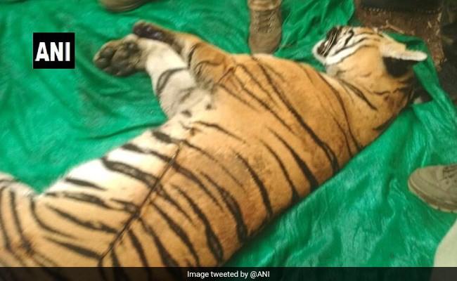 Dân làng hợp sức săn con hổ dữ giết chết 4 người dân vô tội