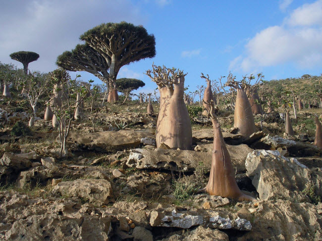 Đảo Socotra, Yemen: Đây là một trong những hòn đảo trông kỳ lạ nhất trên Trái đất với những cây máu rồng. Nằm ở vịnh Aden, hòn đảo có hơn 800 loài thực vật quý hiểm và 1/3 trong số này là loại đặc hữu. Mặc dù hòn đảo có 400.000 người sinh sống, nhưng con đường được xây dựng lần đầu tiên ở đây là vào năm 2011.