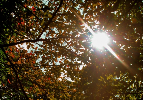 Buổi sáng sớm chính là khoảng thời gian ta cảm nhận rõ nhất tiết trời mùa thu, khung cảnh mùa thu. Nắng thu len lỏi qua những hàng cây trên phố. Ánh nắng dịu nhẹ xuyên qua kẽ lá của những tán cây đang chuyển màu vàng, đỏ. 