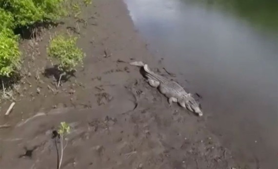 Con cá sấu bị nghi ăn thịt người ở Australia. Ảnh: AAP. 