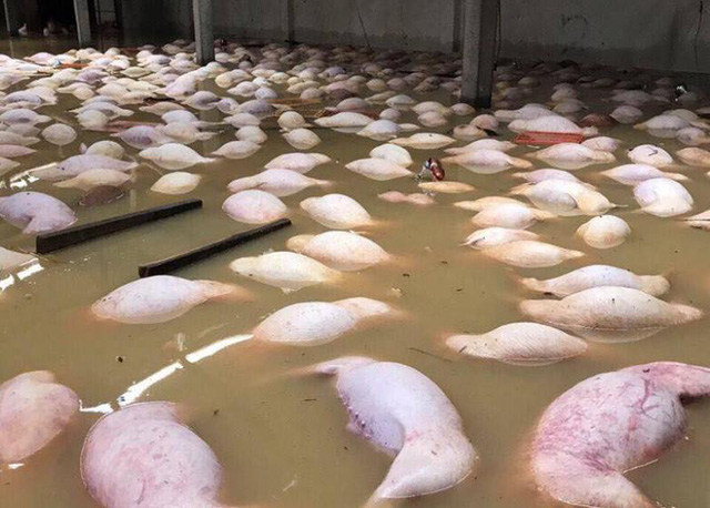 Hình ảnh hàng nghìn con lợn chết trong nước lũ ở Thanh Hóa gây sốc. (Ảnh: Duy Tuyên)