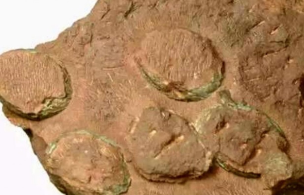 Tổ trứng hình chiếc ô là của loài khủng long chưa từng biết tới.
