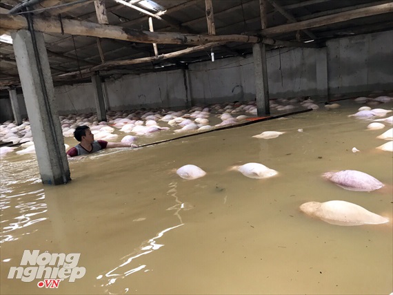 Trại lợn gần 4000 con bị xóa sổ sau ngập lụt