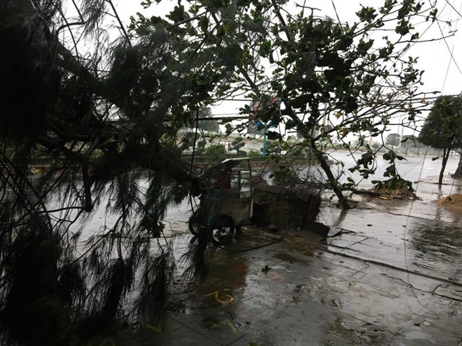 Tài khoản cá nhân DoanHuu Phuoc chia sẻ nhiều hình ảnh cây trên đường phố Phú Yên bị bão quật ngã, cùng chú thích: 