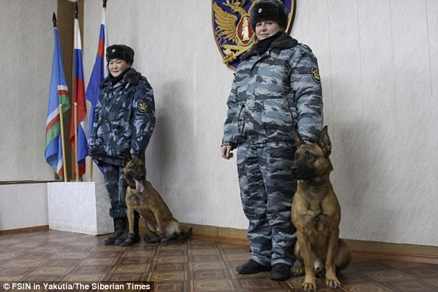 2 chú chó đặc biệt này hiện đang canh giữ hơn 720 tù nhân nam tại trại cải tạo Yakutsk của Nga. Nơi đây có mùa đông cực kì lạnh giá, xuống mốc -40 độ C. Những chú chó được trang bị bộ tất đặc biệt là có thể dễ dàng hoạt động trong điều kiện giá rét khắc nghiệt.