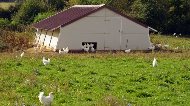 Trang trại gia đình Laurency, nằm cách thị trấn Louhans khoảng 20.000 con gà Bresse mỗi năm.