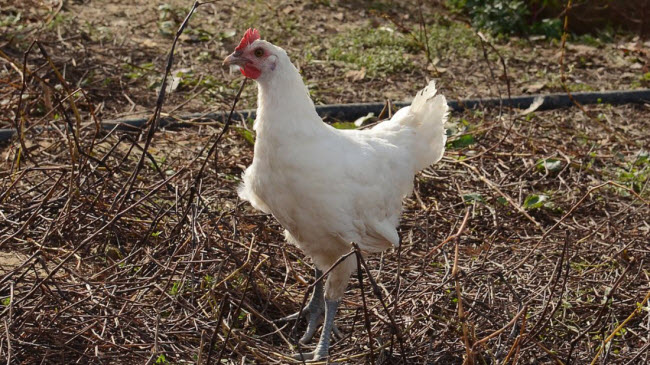Phần lớn gà Bresse trưởng thành sau 4 tháng tuổi.