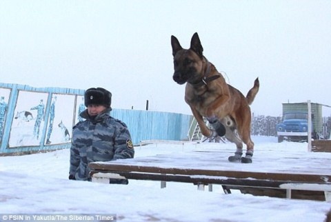 Chó 2,3 tỉ đồng làm 'cai ngục' ở nhà tù cẩn mật nhất Nga
