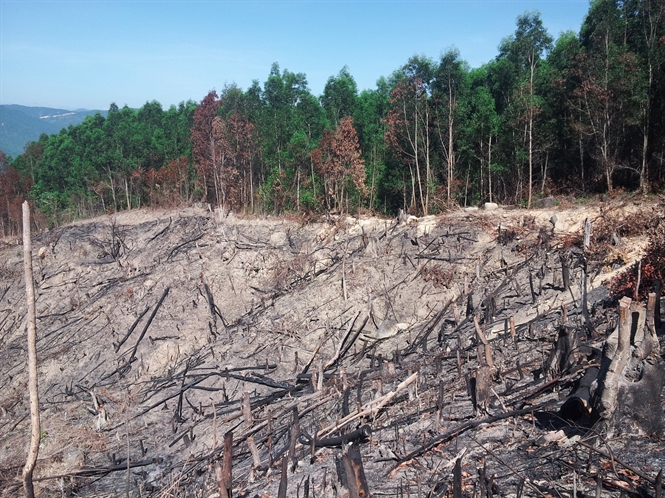 Xét xử công khai vụ phá rừng tại Bình Định