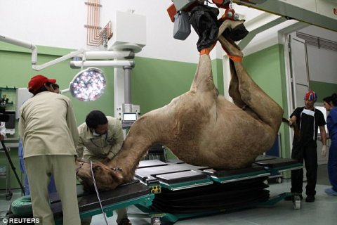 Mạnh tay chi 250 tỉ đồng xây bệnh viện cho lạc đà