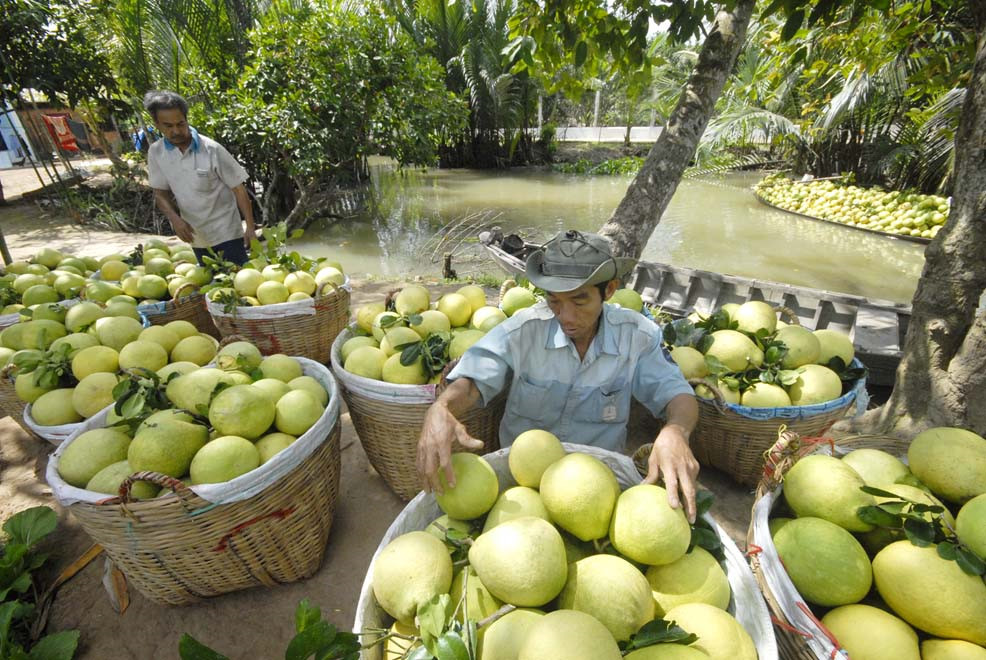Thủ tướng: Chi phí logistics của Việt Nam đắt đỏ ảnh hưởng đến giá rau củ quả