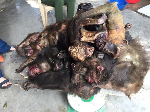 Bà Minh cùng 7 cá thể khỉ đã chết bị bắt giữ. 