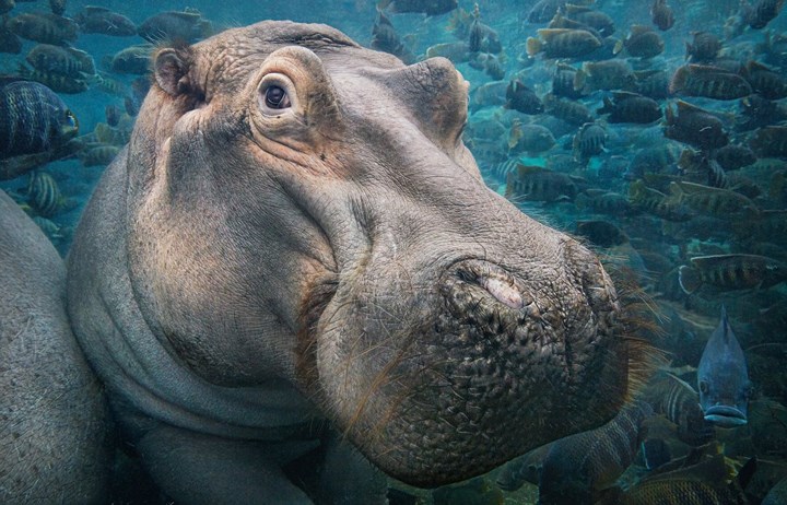 Nhiếp ảnh gia Tim Flach đã xuất bản cuốn sách mới mang tên “Endangered” với những hình ảnh của những loài vật đang nằm trên bờ tuyệt chủng.