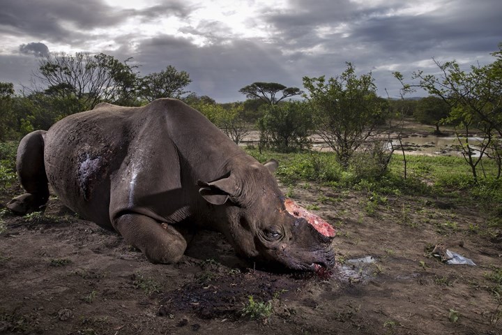 Hình ảnh tang thương này cho thấy con tê giác bị giết để lấy sừng bởi những thợ săn trộm đã đoạt giải nhất trong cuộc thi nhiếp ảnh về động vật hoang dã 2017 (2017 Wildlife Photographer of the Year contest).