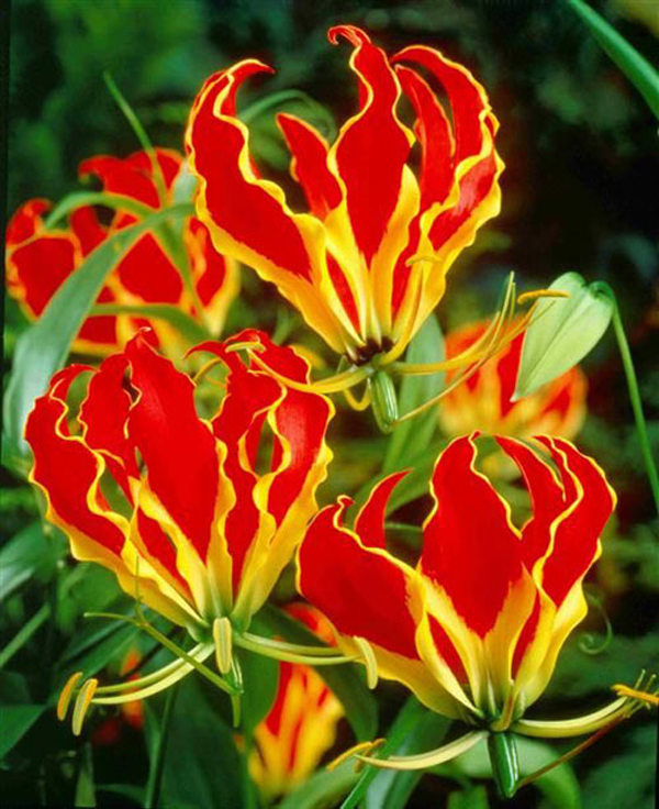 .. hoa to sặc sỡ với 6 cánh đỏ tươi hoặc đôi khi cũng có màu cam, vàng nhạt, dài nhọn như móng hổ.  Ảnh minh họa