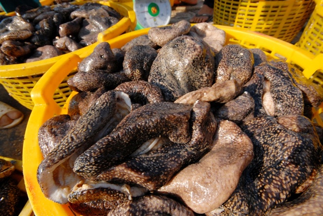 Banh lông, một đặc sản có giá trị dinh dưỡng cao hơn hải sâm, nhưng người dân Phú Quốc không biết ăn, để Trung Quốc thu mua với giá bèo