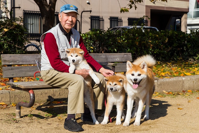 Ông Nakagawa Jitarō đã ngoài 80 nhưng vẫn hàng ngày dẫn những con chó Akita-inu đi dạo.