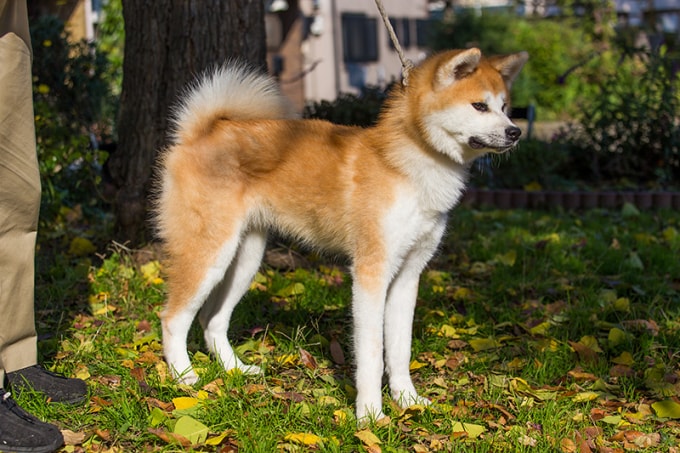 Giống chó Akita-inu thuần chủng hiện ngày càng quý hiếm.