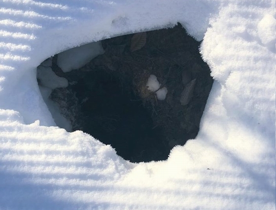 Gia đình gấu ngủ đông trong một hố tuyết ở Mỹ