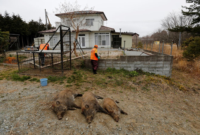 Những con heo rừng ở khu vực Kukushima bị giết vì nguy cơ nhiễm bị phóng xạ. Ảnh: 