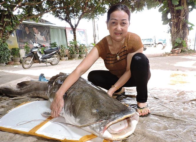 Cá lăng nặng hơn 85 kg… tại n​hà hàng ở Buôn Ma Thuột