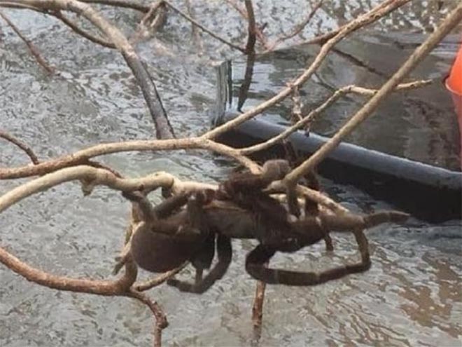 Úc: Lũ lụt làm lộ diện nhện khổng lồ to hơn chó