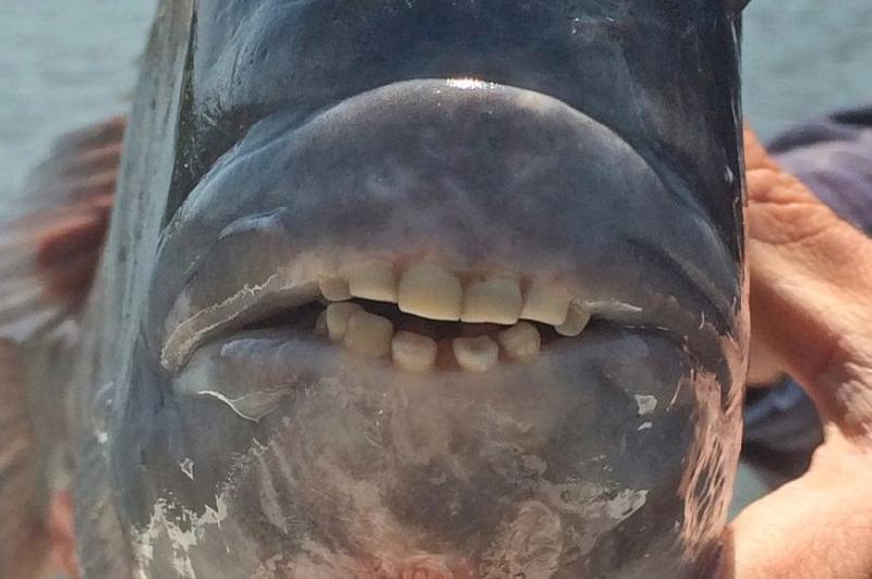Kỳ lạ cá với hàm răng giống người, có thể 'nhai cả thế giới'