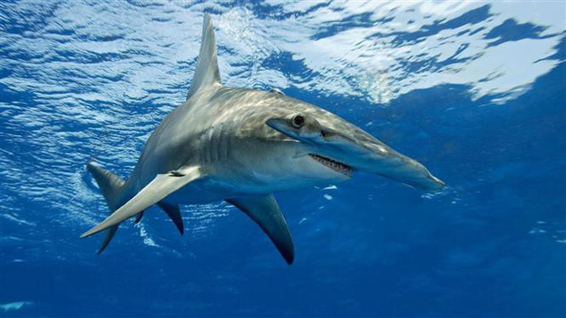 Tìm ra loài cá mập thích ăn chay đầu tiên trên thế giới