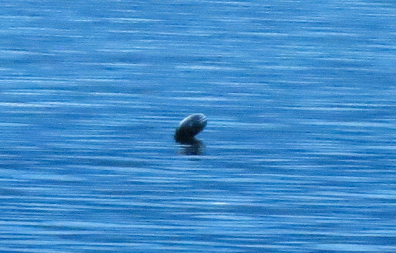 Sinh vật bí ẩn giống quái vật hồ Loch Ness xuất hiện ở hồ nước Canada
