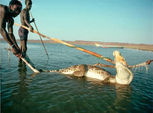 Bộ tộc này chuyên săn lùng cá sấu để làm thức ăn. Ảnh: báo VTC News