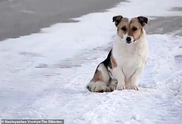 Chú chó đứng chờ chủ mình trong suốt 6 tháng sau khi bị bỏ rơi.