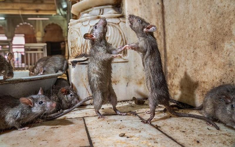Bất ngờ bức ảnh chuột “khiêu vũ” tại ngôi đền Ấn Độ