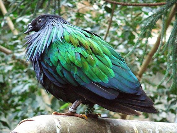 10 loài động vật biến mất trong thập kỷ qua