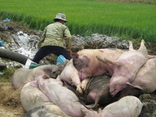Dịch lợn tai xanh tái phát và nguy cơ lan rộng rất cao