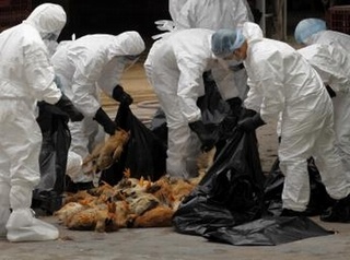 Cách phòng ngừa cúm A/H5N1 để hạn chế tử vong