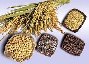 Tác dụng kỳ diệu của các loại đậu