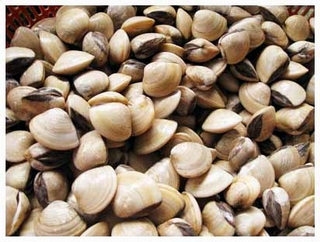 Những người không nên ăn món ngao khoái khẩu