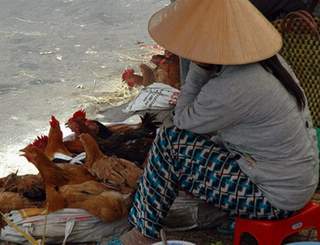 Những khuyến cáo phòng chống cúm A/H7N9
