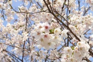 Tối nay, khai mạc Lễ hội hoa Anh Đào lần thứ nhất