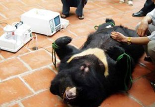 Uống mật gấu hủy hoại &quot;bản lĩnh đàn ông&quot;